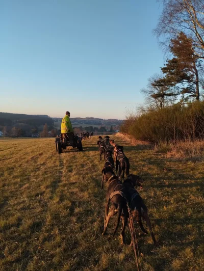 Jízda se psím spřežením